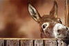Panel - Donkey at the Gate Panel 20in x 13in