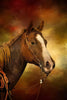 Paint Horse in Bridle Panel 14.5in x 22.75in