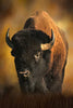 Panel - I'm the Boss Bison Panel 16in x 24in