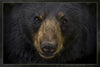Black Bear Face Panel 24in x 16in